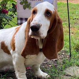 Zylee - Basset Hound