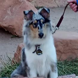 Indigo - Collie