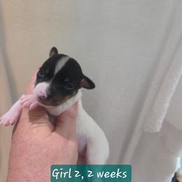 BEE'EM SEA WORKING NINE TO FIVE - White black and tan female Toy Fox Terrier puppy in Conway, South Carolina from Bee'Em Sea Kennel