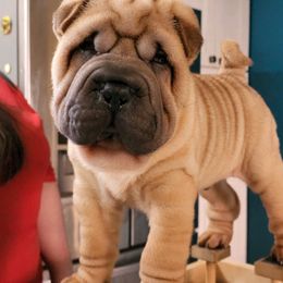 Chinese Shar-Pei puppies from Royal Guard Shar Pei