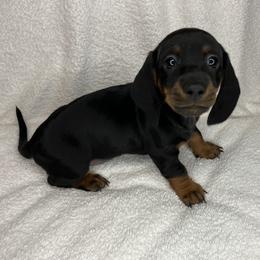Earl - Black and tan male Dachshund puppy in Mocksville, North Carolina from The Dachs of Hazzard Dachshunds