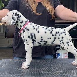 Dream - Dalmatian puppy in Cleveland, Texas from Arrowhead Dalmatians