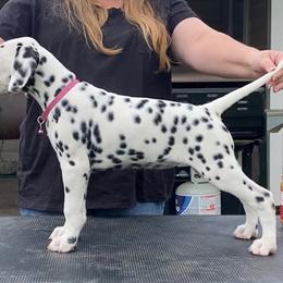 Dream - Dalmatian puppy in Cleveland, Texas from Arrowhead Dalmatians