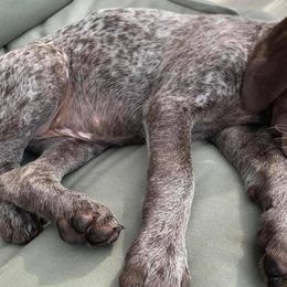 German Shorthaired Pointers from Von Zynda German Shorthaired Pointers