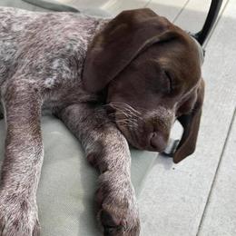 German Shorthaired Pointers from Von Zynda German Shorthaired Pointers