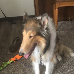 Roxy - Collie