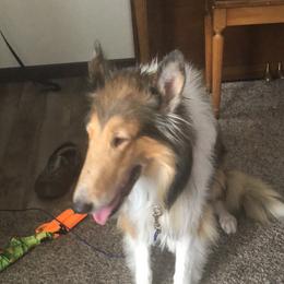 Roxy - Collie