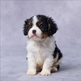 Hank - Tri-color male Cavalier King Charles Spaniel puppy in Apple Creek, Ohio from Grandeur Valley Puppies