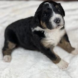 American Eskimo Dog and Bernedoodle Puppies from Shadow Kennels