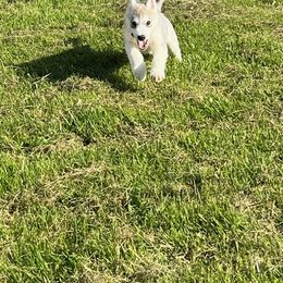 Boy 1 - Gray and white Siberian Husky puppy in Westfield, Vermont from Snowdancer Kennels, Reg