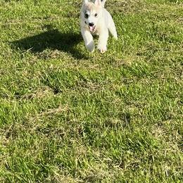 Boy 1 - Gray and white Siberian Husky puppy in Westfield, Vermont from Snowdancer Kennels, Reg