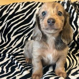 Camo - Dapple male Dachshund puppy in Norman, Oklahoma from Mother of Dachshunds