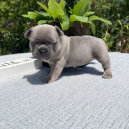 French Bulldog Puppies from Rock N Franchise