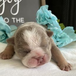 Bulldogs from Calvin Kennelz