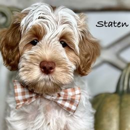 Boy 1 - Caramel male Australian Labradoodle puppy in Kentucky from Bluegrass Country Labradoodles