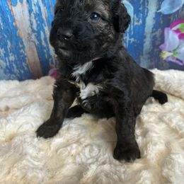 Aussiedoodle Puppies from Soap Creek Kennels