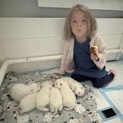 Japanese Spitz Puppies from Irenne Magoulas