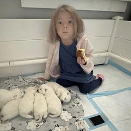 Japanese Spitz Puppies from Irenne Magoulas