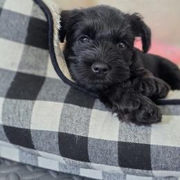 Miniature Schnauzer Puppies from Kateryna's Miniature Schnauzers