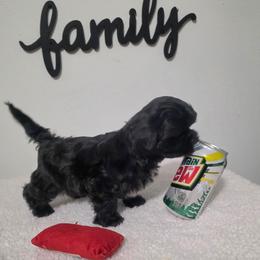 Ruby - Black and white female Shihpoo puppy in Eldon, Missouri from B&B Designer Shihpoo’s