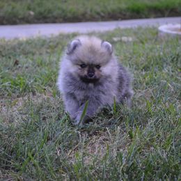Pomeranian Puppies from Amerys Poms