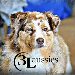 Max - Australian Shepherd