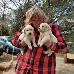 English Setter, Golden Retriever, and Gordon Setter Puppies from Katherine Lirette