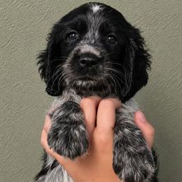 Poppet - Black and white female English Springer Spaniel puppy in Fort White, Florida from Thunderbird Springers
