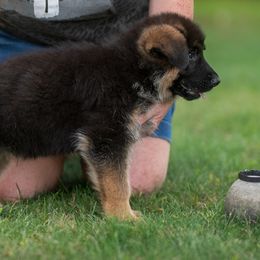 Mr Black - Black and red male German Shepherd puppy in Lawton, Michigan from Free Indeed Shepherds