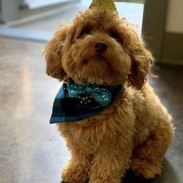 Maltipoo All Grown Up from Celebrity Maltipoos