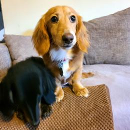 Maurice, price reduced. - Cream male Dachshund puppy in Waynesboro, Tennessee from Owl Hollow Farm Miniature Dachshunds