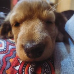 Dachshund Puppies from Harris Hugs and Wiener Wiggles