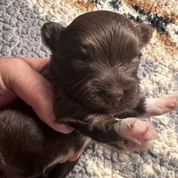 Holiday - Chocolate female Havanese puppy in Arizona from HavaDoggie
