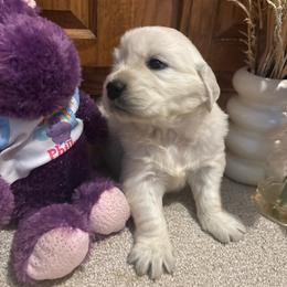 Andi - Light golden female Golden Retriever puppy in Grant County, Indiana from On The Sunny Side Pavey Farms