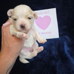 Pink Girl - White female Maltipoo puppy in Sahuarita, Arizona from Cowgirl's Legacy Maltipoos