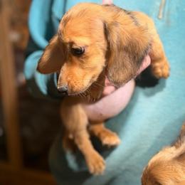 Reina - Cream female Dachshund puppy in Gavilan Hills, California from Bacchanal Kennel/Ranch