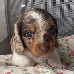 Lil Bo 4900 - Dapple male Dachshund puppy in Jackson, Tennessee from Cashmere Crown Mini Dachshunds