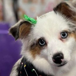 Stella - Toy Australian Shepherd