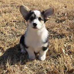 Milo - Black and tan male Pembroke Welsh Corgi puppy in Anton, Texas from X Bar's Lil Legs of Texas