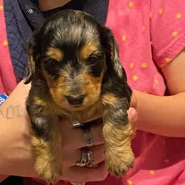 MICKI AKC REGISTERED MALE - Dapple male Dachshund puppy in Elizabethtown, Kentucky from Teeny Tiny Puppy Tails