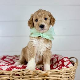 Mint - Mint Collar - Apricot female Goldendoodle puppy in The Woodlands, Texas from Golden Fields Doodles