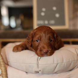 Purple Fortune - Red  female Goldendoodle puppy in Chicago, Illinois from Dos&CoKennels