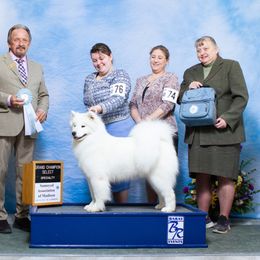 Samoyed puppies from SnowBlitz Samoyeds and CoralBlitz Aussies