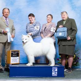 Samoyed puppies from SnowBlitz Samoyeds and CoralBlitz Aussies