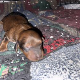 Travis - Red male Dachshund puppy in Hobart, Indiana from Cogsworth Cromwell Dachshunds of NW Indiana