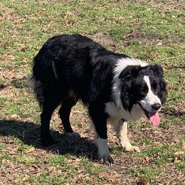 Simba - Border Collie