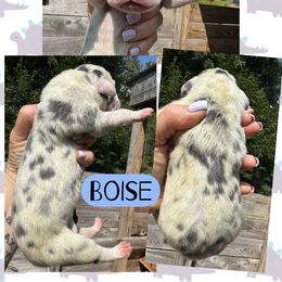 BOISE - Harlequin male Great Dane puppy in Bolivar, New York from Prophecy Danes
