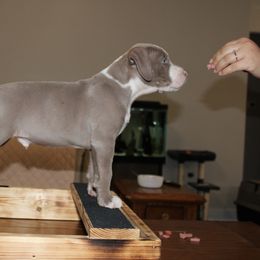 American Pit Bull Terrier Puppies from Mika Tica Kennels