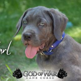 Carl - Gray brindle male Cane Corso puppy in Princeton, Minnesota from God Of War Cane Corso