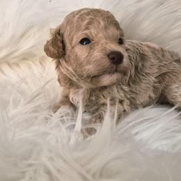 Dijon - Cream male Poodle puppy in Chandler, Arizona from Fabi Poodle